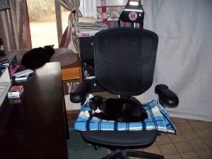 Cats piled up on a chair and desk.