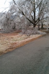 An ice covered tree on top of a power line.